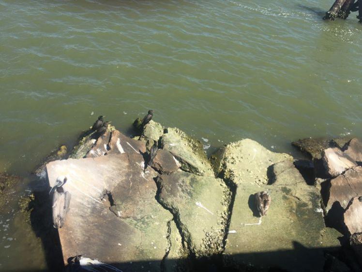 瞧瞧更大的：可以和鴨子比大小啦！